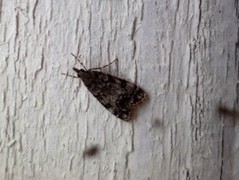 Little Grey (Eudonia lacustrata)