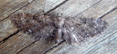 Augustdvergmåler (Eupithecia pusillata)