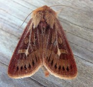 Antler Moth (Cerapteryx graminis)
