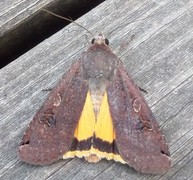 Large Yellow Underwing (Noctua pronuba)