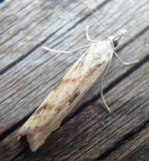 Barred Grass-veneer (Agriphila inquinatella)