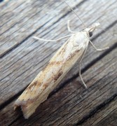 Gul nebbmott (Agriphila inquinatella)