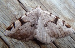 The V-Moth (Macaria wauaria)