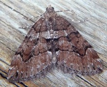 Chestnut-coloured Carpet (Thera cognata)