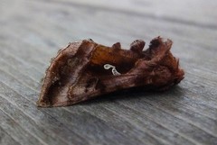 Plain Golden Y (Autographa jota)