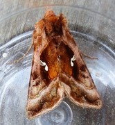 Rødbrunt metallfly (Autographa jota)