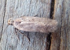 Bryotropha terrella