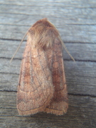 Six-striped Rustic (Xestia sexstrigata)