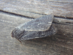 Lesser Yellow Underwing (Noctua comes)
