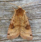 Dotted Clay (Xestia baja)