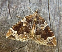 The Phoenix (Eulithis prunata)