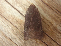 Lesser Yellow Underwing (Noctua comes)