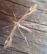 Triangle Plume (Platyptilia gonodactyla)