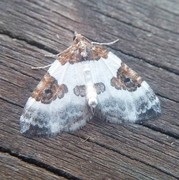 Blue-bordered Carpet (Plemyria rubiginata)