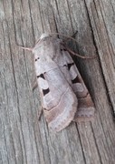 Autumnal Rustic (Eugnorisma glareosa)