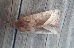 Brunt stengelfly (Hydraecia micacea)