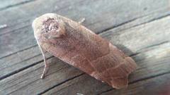 Broad-bordered Yellow Underwing (Noctua fimbriata)