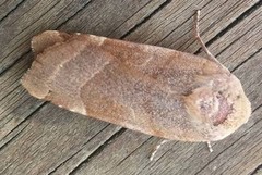 Broad-bordered Yellow Underwing (Noctua fimbriata)