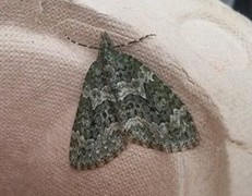 Autumn Green Carpet (Chloroclysta miata)