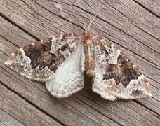 The Phoenix (Eulithis prunata)
