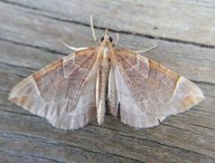 The Chevron (Eulithis testata)