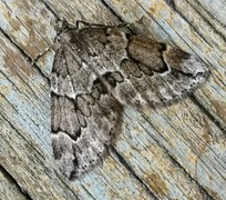 Juniper Carpet (Thera juniperata)