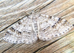 Welsh Wave (Venusia cambrica)