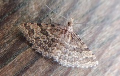 Many-plumed Moth (Alucita hexadactyla)