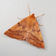 Feathered Thorn (Colotois pennaria)
