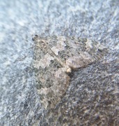 Autumn Green Carpet (Chloroclysta miata)