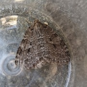 Autumnal Moth (Epirrita autumnata)