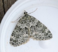 Autumn Green Carpet (Chloroclysta miata)
