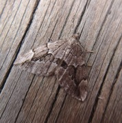 Juniper Carpet (Thera juniperata)