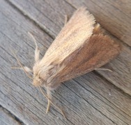 Starrfly (Denticucullus pygmina)