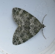 Autumn Green Carpet (Chloroclysta miata)