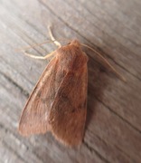 Flounced Chestnut (Agrochola helvola)