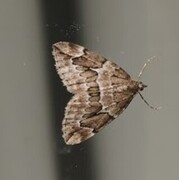 Juniper Carpet (Thera juniperata)