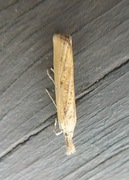 Barred Grass-veneer (Agriphila inquinatella)