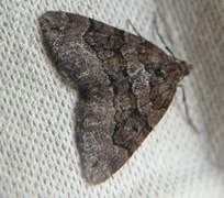 Chestnut-coloured Carpet (Thera cognata)