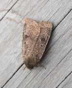 Lesser Yellow Underwing (Noctua comes)