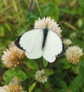 Large White (Pieris brassicae)
