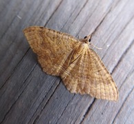 Yellow Shell (Camptogramma bilineata)