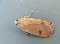 Large Yellow Underwing (Noctua pronuba)