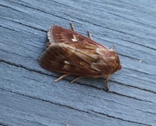 Antler Moth (Cerapteryx graminis)