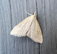 Pale Straw Pearl (Udea lutealis)