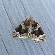 The Phoenix (Eulithis prunata)