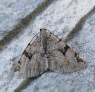 The V-Moth (Macaria wauaria)