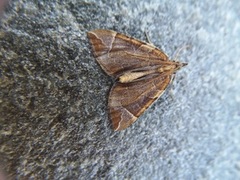 The Chevron (Eulithis testata)