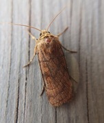 Six-striped Rustic (Xestia sexstrigata)