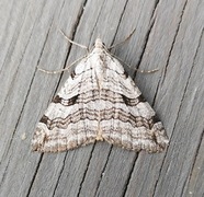 Treble-bar (Aplocera plagiata)
